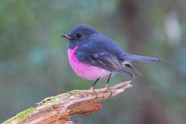 The Hidden Role of Pink Robins in Forest Understory Ecosystems