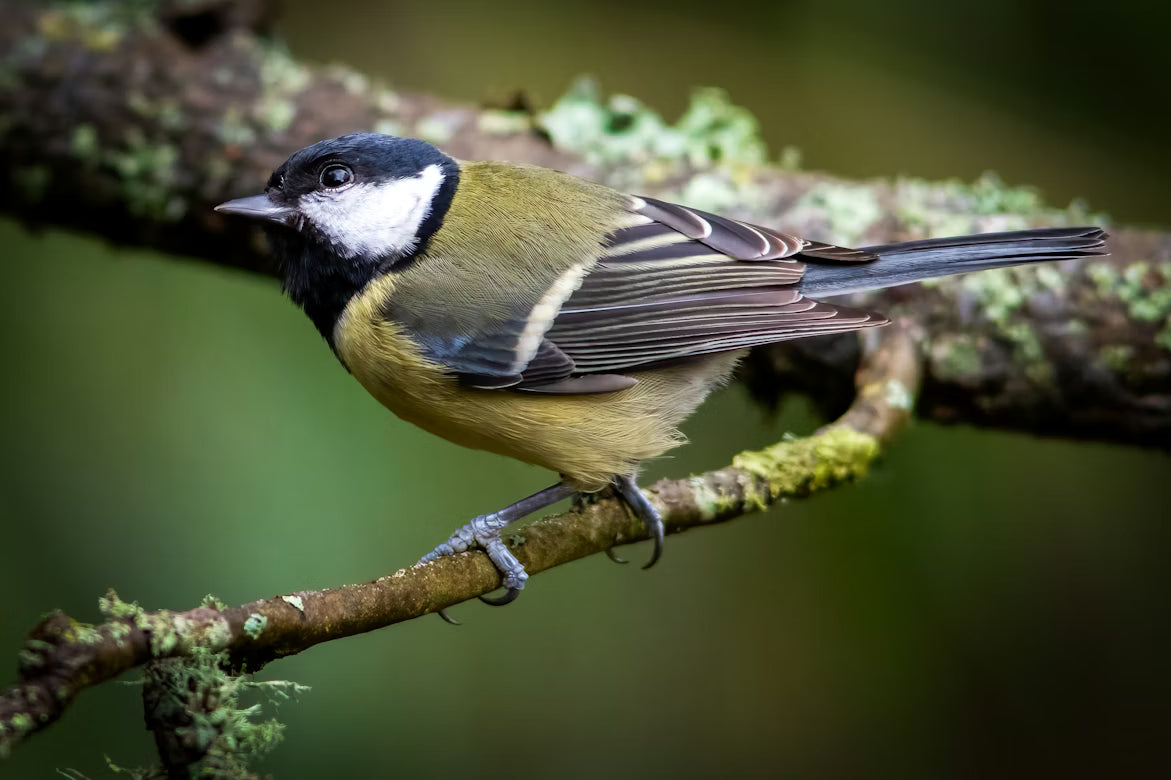 Repro Select From Nesting to Fledging: The Breeding Ecology and Life Cycle of Briti