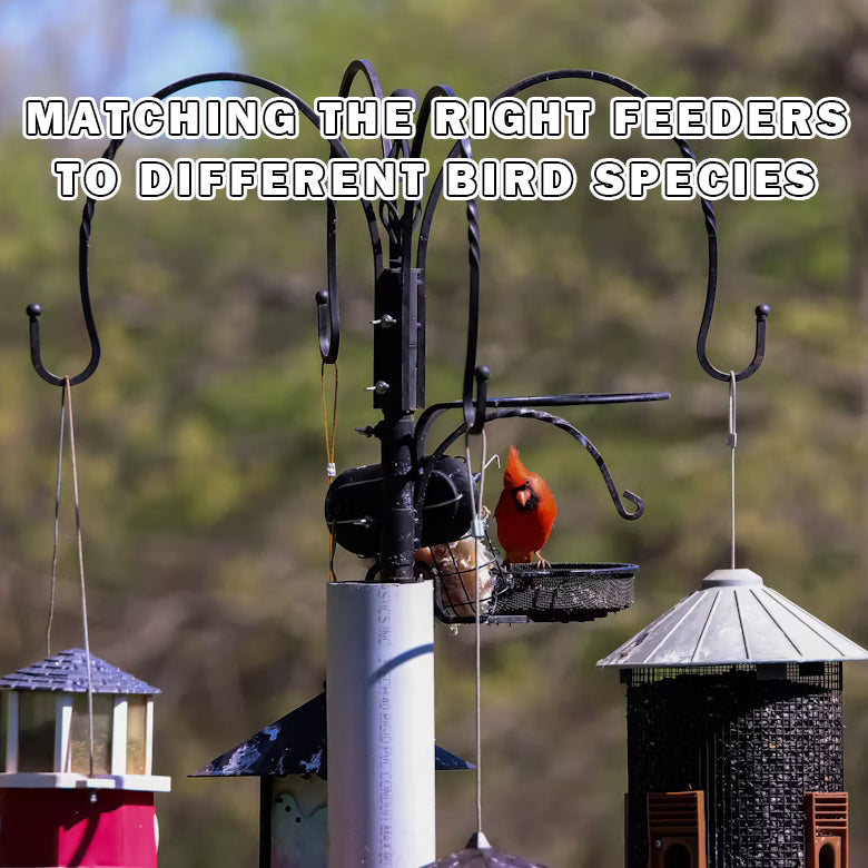Bird Feeder Guide: Matching the Right Feeders to Different Bird Specie
