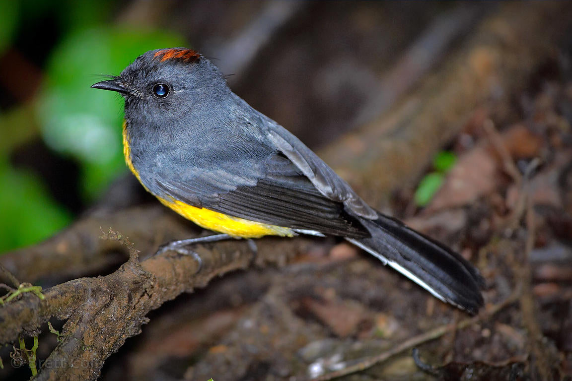 Does Plumage Matter? How Tail Patterns Shape Foraging Success in Slate