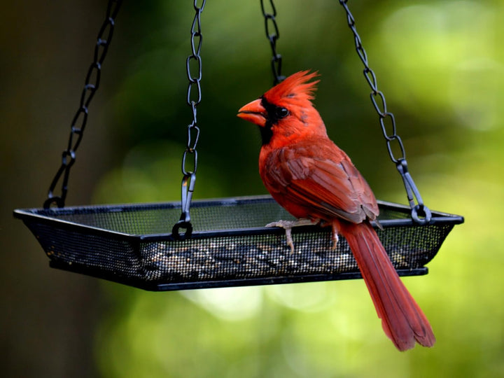 Hanging Metal Round/Square Bird Feeder Tray