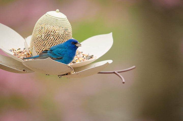 The Magnolia Metal Bird Feeder