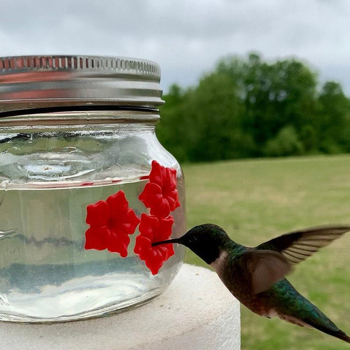 Mason Jar Hummingbird Dish Feeder 17 oz. (500ml) 1 PCS